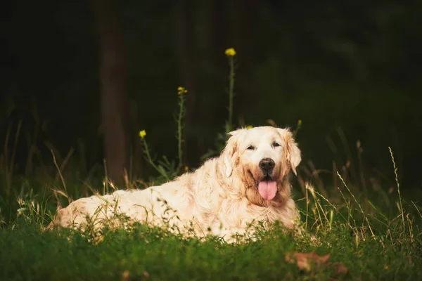 Gracefully aged Senior Golden Retriever Finds Serenity in the Park. Tired Senior Dog Takes a Break Outdoors