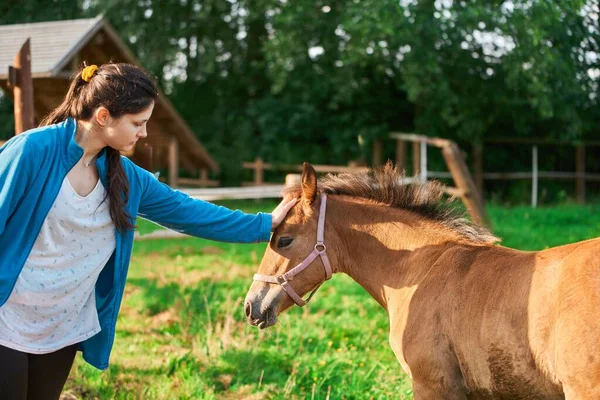 A Woman\'s Love. Girl and Horse in a Summer Meadow. Animal therapy. Evening on the Horse Farm with Woman and Horse.