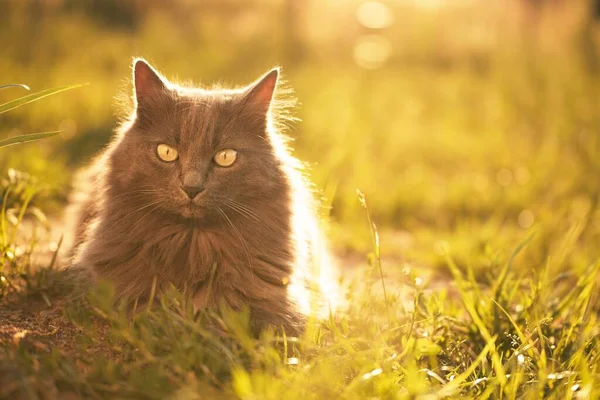草原にいる黒猫 自然の中で黄色い目を持つ美しい黒い猫の肖像画 屋外の草の中を歩く国内猫 — ストック写真