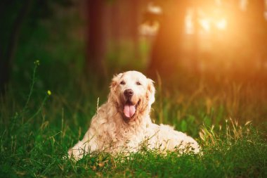 Zarif yaşlanmış Kıdemli Golden Retriever Parkta Huzur Buldu. Yorgun Son Sınıf Köpeği Dışarı Çıkıyor