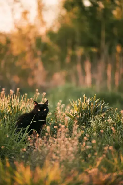 Vacker Herrelös Katt Utomhus Naturen Katt Grönt Gräs — Stockfoto