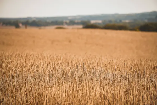 Jordbrukskoncept Spikelets Wheat Rye Glistening Solljus Vibrerande Gul Vetefält Bakgrund — Stockfoto