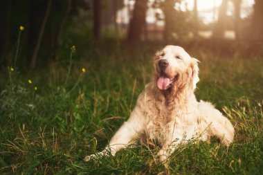 Yaşlı Golden Retriever. Yaşlı bir Golden Retriever Park 'ta dinleniyor. Yorgun köpek.