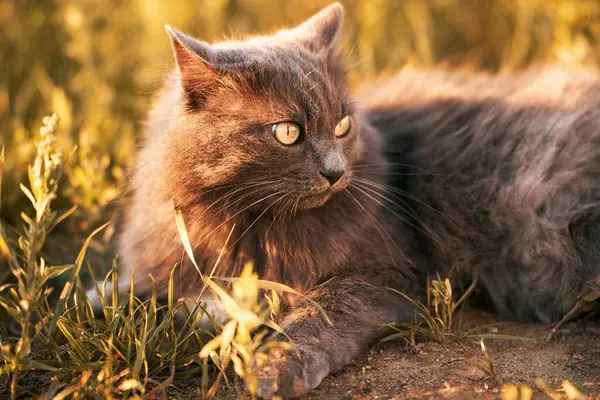 Mascota Resplandor Del Atardecer Retrato Gato Precioso Disfrutando Serenidad Rural — Foto de Stock