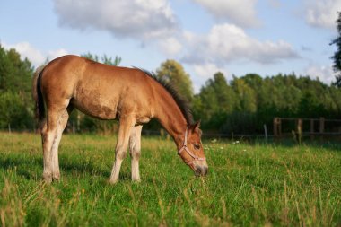 At Taze Otlağın Tadını Çıkartıyor. Otlaktaki at. Bahar otlağındaki yeşil otları yiyen bir atın yakın çekimi. Kırsal çiftlik çiftliği. Bereketli Bahar Sahnesi.