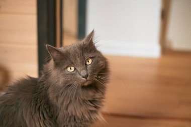 Güzel gri bir kedi oturur. Kediler iç mekanda. Kapalı kedi portresi ve rahat bir ışık.