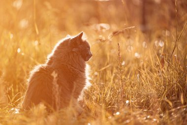 Serene Garden 'da gezen meraklı bir siyah kedi yavrusu. Parlak sarı gözlü sevimli evcil kedi doğanın tadını çıkarıyor. Sevimli Kedi Arka Bahçe Güzelliğini Keşfediyor