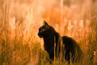 Çimenlikteki kara kedi. Doğada sarı gözlü güzel siyah kedi portresi. Evcil kedi çimlerin üzerinde yürüyor..