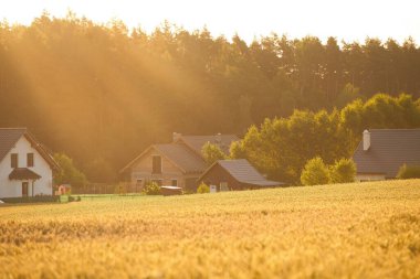 Ülkede tarım ve tarım sektörü. August Evening Parıltısı. Kırsal Tarım Arazisini Kucaklamak