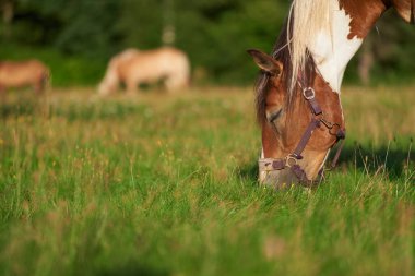 Bahar otlağındaki at. Bahar otlağındaki yeşil otları yiyen at. Kırsal çiftlik çiftliği.
