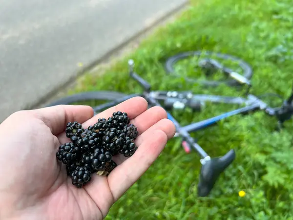 Man Picking Berries in the forest. Cycling for Sweet Bounty. Gathering Wild Berries by Hand. Berry Harvest on Two Wheels.