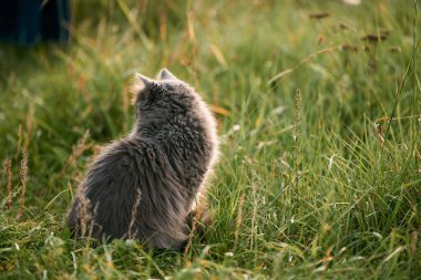 Rahatlamış Genç Kedi Yeşil Bahçede Güneşli Günün tadını çıkarıyor. Rahat kedi ve güneşli yeşil bahçe. Doğada samimi bir an. Genç evcil kedi dışarıda yürüyor..