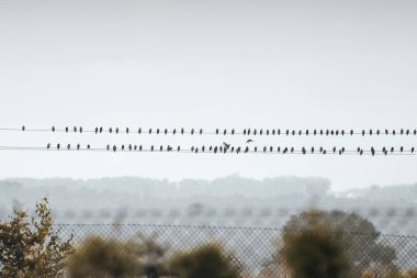 Teldeki Serçe. Küçük bir kuş sürüsü gökyüzüne karşı kullanılmayan bir iletim kablosuna oturur..
