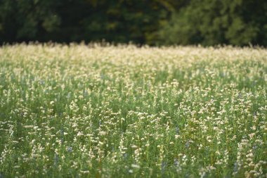 Yaz Çiçekleri 'nde Beyaz ve Yeşil Çayır. Mavi Gökyüzü Altında Kabarık Beyaz Bulutlar Altında Resimli Bir Peyzaj. Karabuğday tarlası.