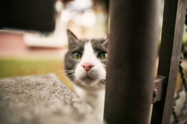 Serene Garden 'da gezen meraklı bir kedi yavrusu. Parlak sarı gözlü sevimli evcil kedi doğanın tadını çıkarıyor. Sevimli Kedi Arka Bahçe Güzelliğini Keşfediyor