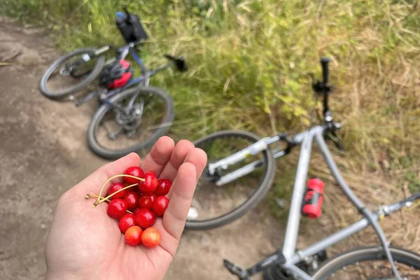 Cycling for Sweet Bounty. Gathering Wild Berries by Hand. Berry Harvest on Two Wheels. Man Picking Berries in the forest.