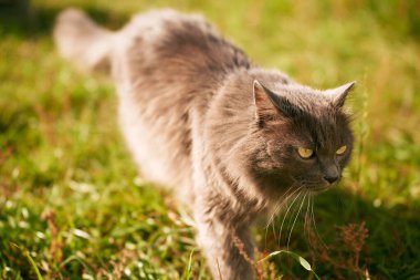 Günbatımındaki Evcil Hayvan Parıltısı. Kırsal Sükunetin Tadını Çıkaran Muhteşem Bir Kedinin Portresi. Doğadaki Güzel Evcil Hayvan