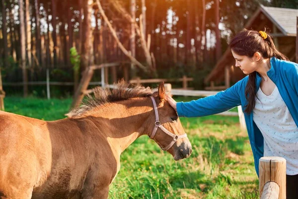 Animal therapy treatment. Young woman stroking a brown horse. Friendship and rehabilitation with the horse.