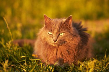 Rahatlamış Genç Kedi Yeşil Bahçede Güneşli Günün tadını çıkarıyor. Rahat kedi ve güneşli yeşil bahçe. Doğada samimi bir an. Genç evcil kedi dışarıda yürüyor..