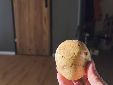 El, izole edilmiş bir patatesi tutuyor. Kötü ürünler. Bozulmuş patates. Patatesleri haşereler kemirir..