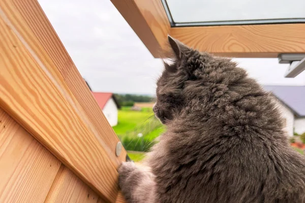 Kedi çatıdaki pencereden sokağa bakıyor. Kedinin kafasının arkadan yakın görüntüsü. Kedi kulakları yakın plan..