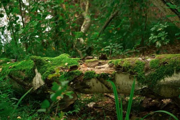 Moss-Covered Fallen Tree in the Enchanting Rainforest. Exploring the Verdant Rainforest. A Fallen Tree Hidden in Moss