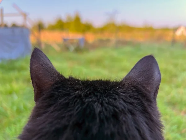 Back view of a cat. Domestic pet cat's POV outdoor. Cat ears from behind.