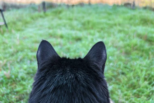 Cat\'s Perspective. Back View of a Pet Cat. Cat ears close-up. Close-up view of the cat\'s head from behind. Seeing the World through Feline Ears.