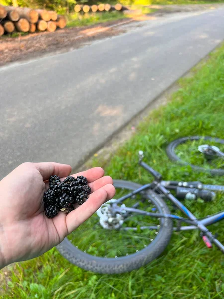 Cycling for Sweet Bounty. Gathering Wild Berries by Hand. Berry Harvest on Two Wheels. Man Picking Berries in the forest.