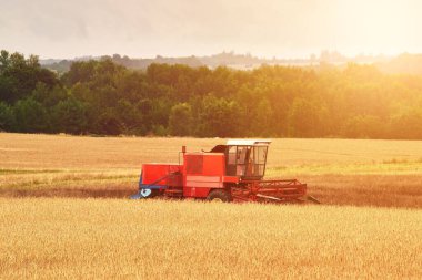 Tarım Endüstrisi faaliyet halinde. Çiftlik arazisinde buğday hasadı. Altın Tarla 'da Hasat İşletmecisini Birleştir.
