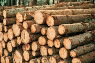 Biyo yenilenebilir ısı ve enerji kaynağı. Büyük kereste kütükleri mobilya ve kereste üretimi için kereste fabrikasında hazırlanır. Ekolojik Hasar ve Ormansızlaştırma Konsepti.