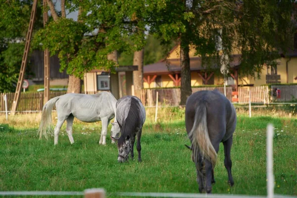 Thoroughbred horses walking in a field. Horses on the farm. Agritourism and hippotherapy.
