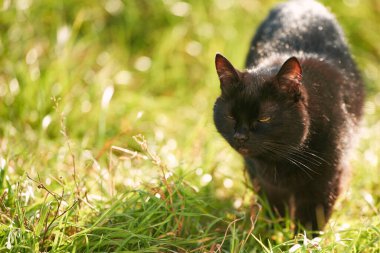 Serene Garden 'da gezen meraklı bir siyah kedi yavrusu. Parlak sarı gözlü sevimli evcil kedi doğanın tadını çıkarıyor. Sevimli Kedi Arka Bahçe Güzelliğini Keşfediyor