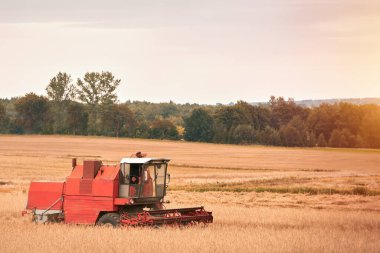 Buğday hasadı. Hasat makinesini iş yerinde birleştirin. Bir tarım arazisindeki tarım endüstrisi sahnesi.
