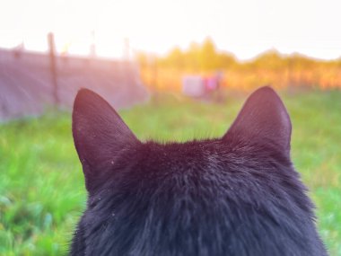 Cat's Perspective. O Kulakların Arkasından Dışarıdaki Macera. Kedi kulakları yakın çekim. Kedinin kafasının arkadan yakın görüntüsü..