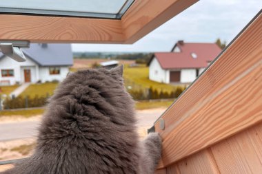 Kedi çatıdaki pencereden sokağa bakıyor. Kedinin kafasının arkadan yakın görüntüsü. Kedi kulakları yakın plan..