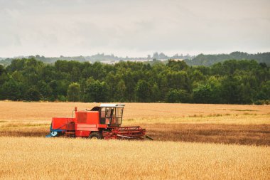Buğday hasadı. Hasat makinesini iş yerinde birleştirin. Bir tarım arazisindeki tarım endüstrisi sahnesi.