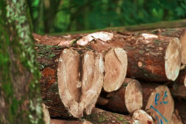 Biyo yenilenebilir ısı ve enerji kaynağı. Büyük kereste kütükleri mobilya ve kereste üretimi için kereste fabrikasında hazırlanır. Ekolojik Hasar ve Ormansızlaştırma Konsepti.