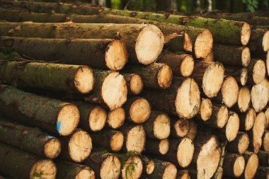 Biyo yenilenebilir ısı ve enerji kaynağı. Büyük kereste kütükleri mobilya ve kereste üretimi için kereste fabrikasında hazırlanır. Ekolojik Hasar ve Ormansızlaştırma Konsepti.