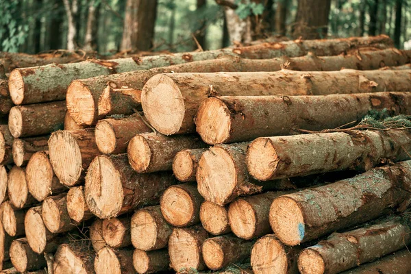 Ormandaki ağaç kütükleri. Kesilmiş odun yığını