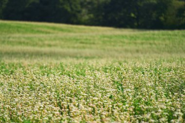Tarım Güzelliği: Büyüleyici Küçük Beyaz Çiçek Tarlası.