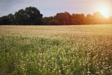Tarım Güzelliği: Büyüleyici Küçük Beyaz Çiçek Tarlası.