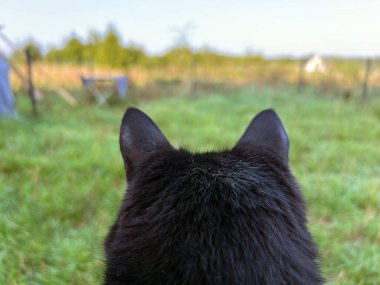 Bir kedinin arka görüntüsü. Evcil kedinin POV 'u dışarıda. Arkadan kedi kulağı.