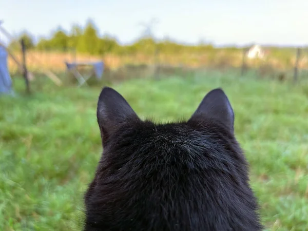 Back view of a cat. Domestic pet cat\'s POV outdoor. Cat ears from behind.