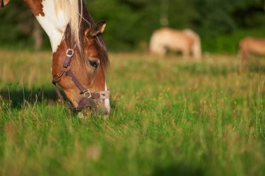 Tarlada yürüyen safkan atlar. Çiftlikteki atlar. Tarım ve hipoterapi.