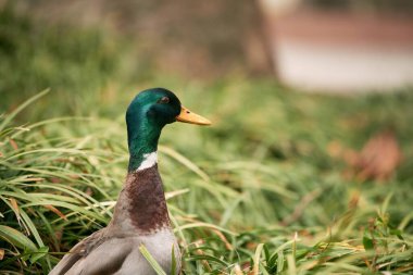 Doğadaki yeşil başlı yaban ördeğinin güzel bir portresi. Ördek gagasında su damlacıkları ve tüyleriyle çimlerin üzerinde dinleniyor..
