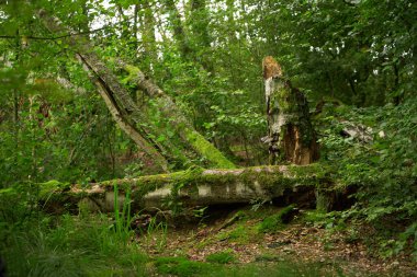 Büyüleyici yağmur ormanlarında yosun kaplı devrilmiş ağaç. Verdant Yağmur Ormanı 'nı keşfediyorum. Yosun 'da Saklanmış Devrilmiş Bir Ağaç