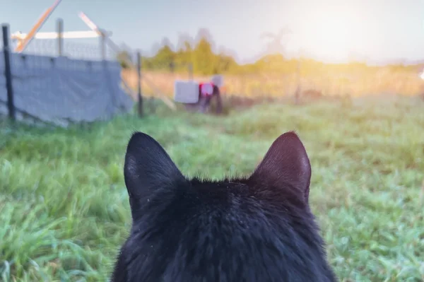 Close-up view of the cat\'s head from behind. Pet outdoor POV. Cat ears from behind.