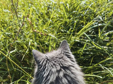 Bir kedinin arka görüntüsü. Evcil kedinin POV 'u dışarıda. Arkadan kedi kulağı.