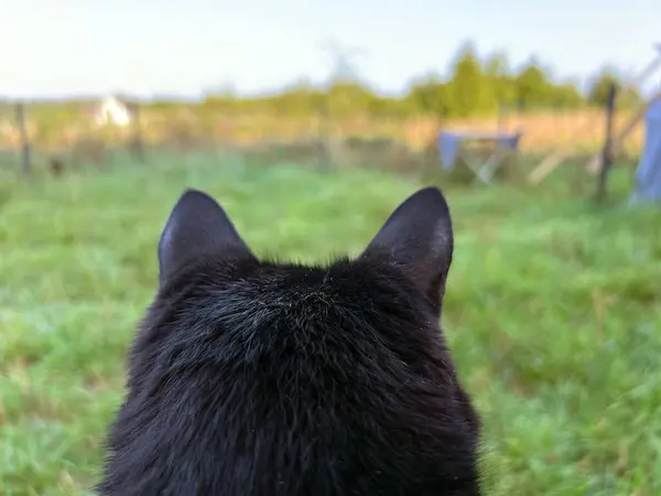 Cat\'s Perspective. Back View of a Pet Cat. Cat ears close-up. Close-up view of the cat\'s head from behind. Seeing the World through Feline Ears.